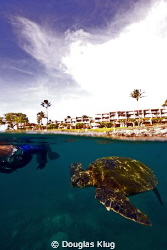 BFF. This green turtle greets a diver with Napili Point i... by Douglas Klug 